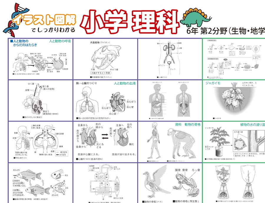 小学理科 6年 第2分野 生物 地学分野